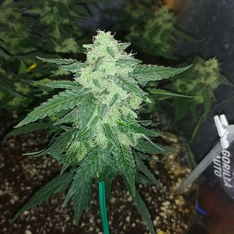 Gorilla Auto growlog timeline photo