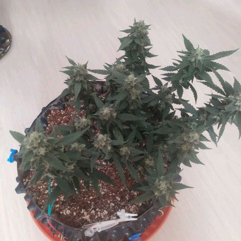 Gorilla Auto growlog timeline photo