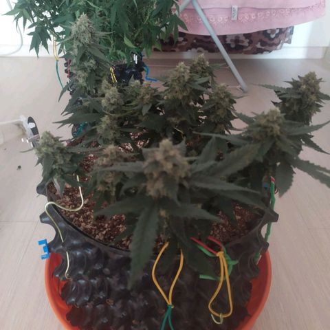 Gorilla Auto growlog timeline photo