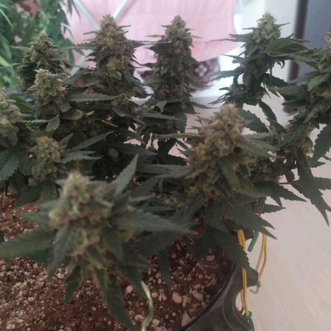 Gorilla Auto growlog timeline photo