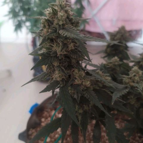 Gorilla Auto growlog timeline photo