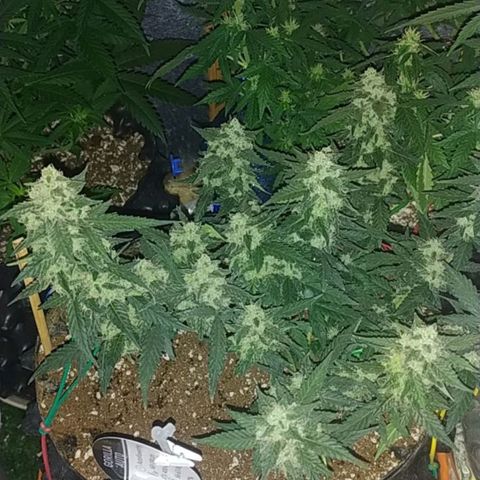 Gorilla Auto growlog timeline photo