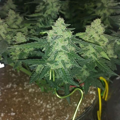 Gorilla Auto growlog timeline photo