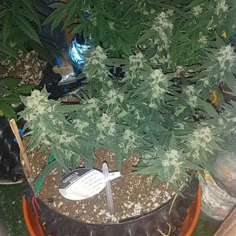 Gorilla Auto growlog timeline photo