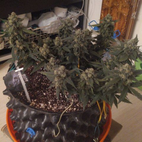 Gorilla Auto growlog photo: Походу поспел😋