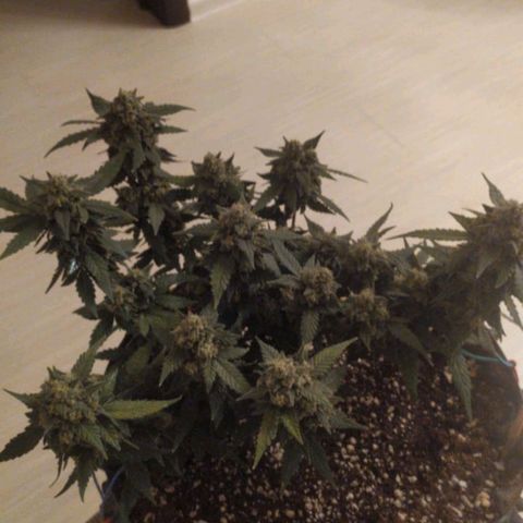 Gorilla Auto growlog photo: Походу поспел😋