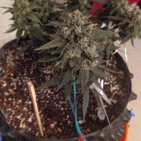Gorilla Auto growlog photo: Походу поспел😋