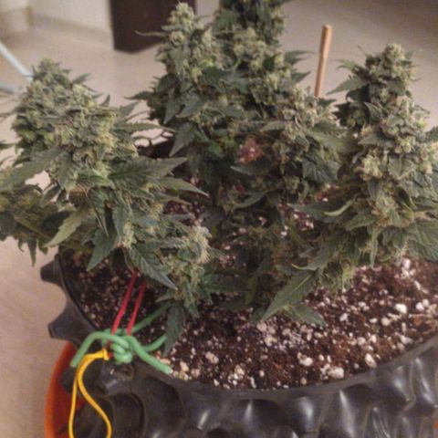Gorilla Auto growlog photo: Подстригли перед харвом) 