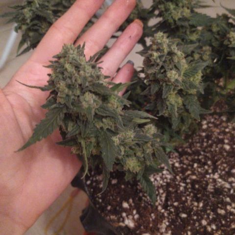 Gorilla Auto growlog photo: Подстригли перед харвом) 