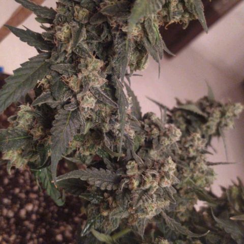 Gorilla Auto growlog photo: Подстригли перед харвом) 
