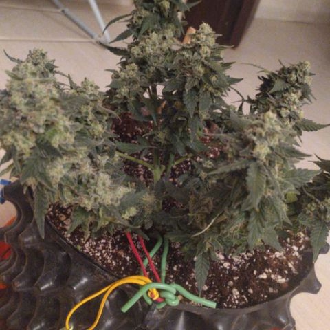 Gorilla Auto growlog photo: Подстригли перед харвом) 