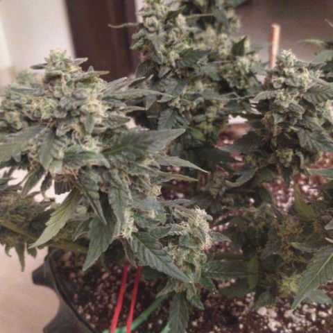 Gorilla Auto growlog photo: Подстригли перед харвом) 