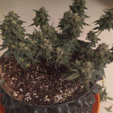 Gorilla Auto growlog photo: Подстригли перед харвом) 