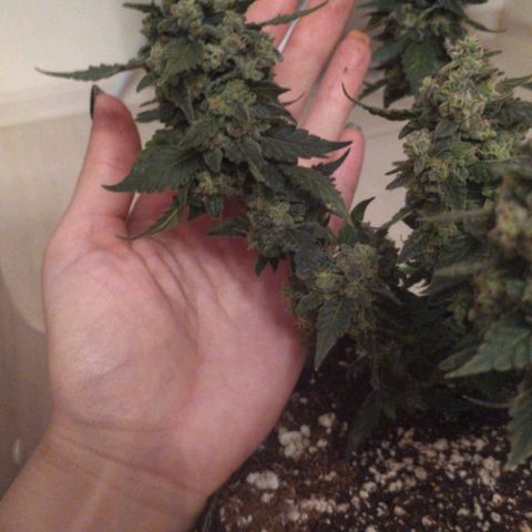 Gorilla Auto growlog photo: Подстригли перед харвом) 