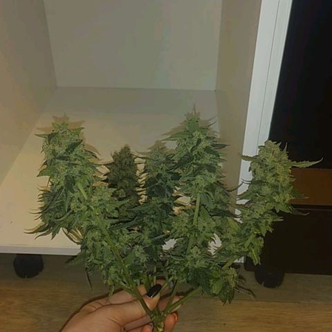 Gorilla Auto growlog photo: Срезали повесили) 