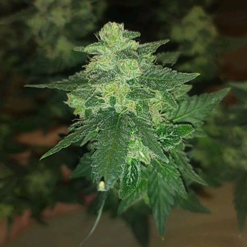 Gorilla Auto growlog photo: Срезали повесили) 