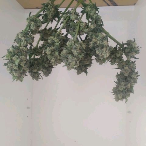 Gorilla Auto growlog photo: Срезали повесили) 