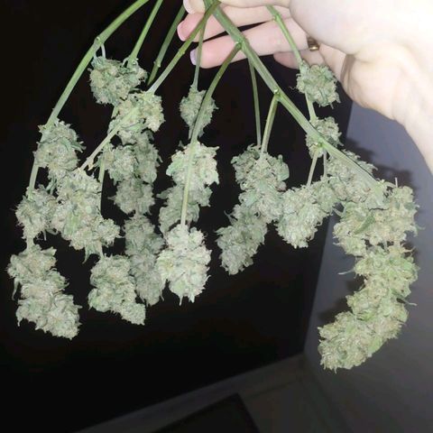 Gorilla Auto growlog photo: Немного подсохла макака) 