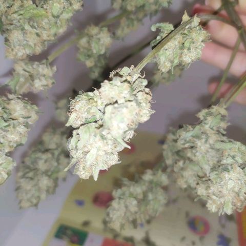 Gorilla Auto growlog photo: Немного подсохла макака) 