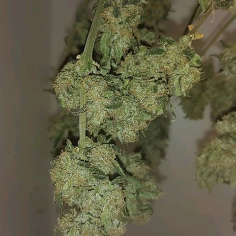 Gorilla Auto growlog photo: Немного подсохла макака) 