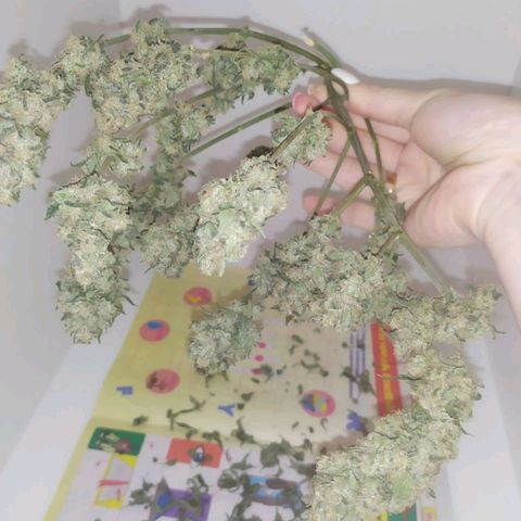 Gorilla Auto growlog photo: Немного подсохла макака) 