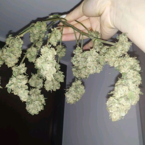Gorilla Auto growlog photo: Немного подсохла макака) 
