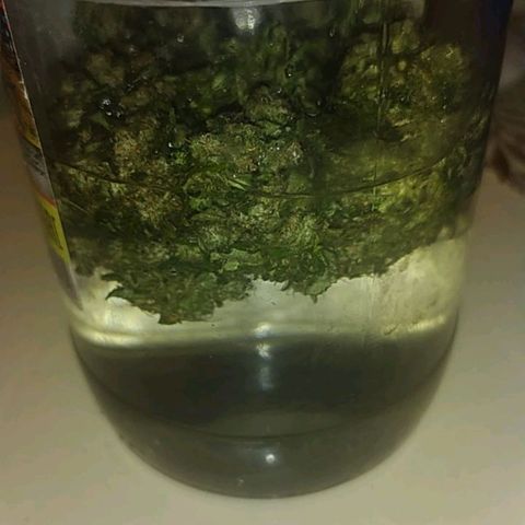 Gorilla Auto growlog photo: Лечим дистилированной водой и с тандартным способом! 