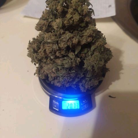 Gorilla Auto growlog photo: Лечим дистилированной водой и с тандартным способом! 