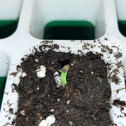 Gelato 44 growlog timeline photo
