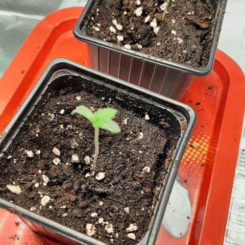 Gelato 44 growlog timeline photo