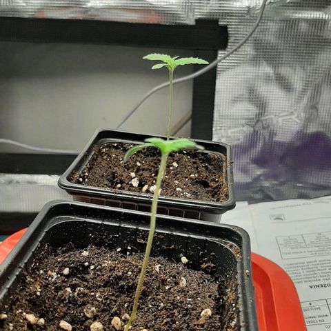Gelato 44 growlog timeline photo