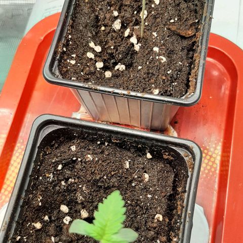 Gelato 44 growlog timeline photo