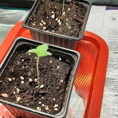 Gelato 44 growlog timeline photo