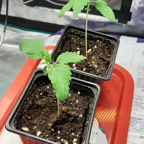 Gelato 44 growlog timeline photo