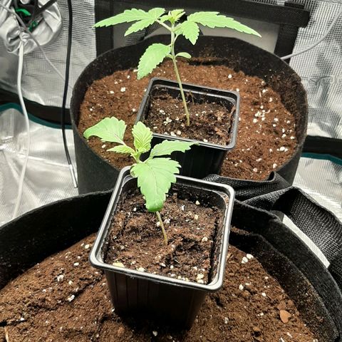 Gelato 44 growlog timeline photo