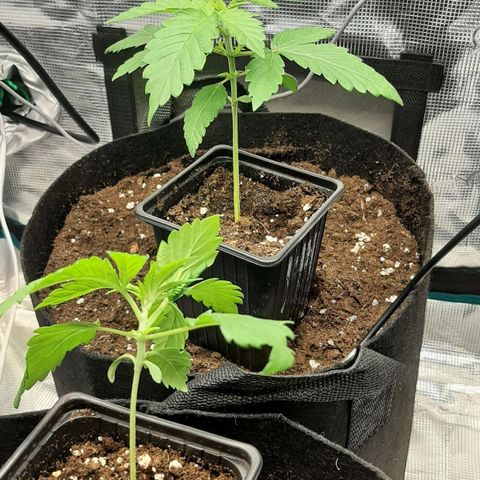 Gelato 44 growlog timeline photo
