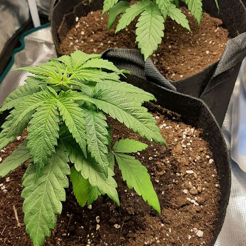 Gelato 44 growlog timeline photo