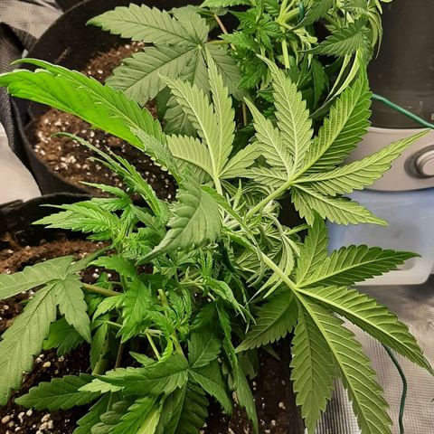 Gelato 44 growlog timeline photo