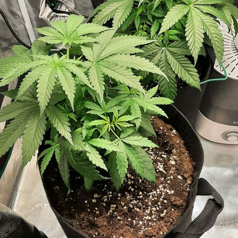 Gelato 44 growlog timeline photo