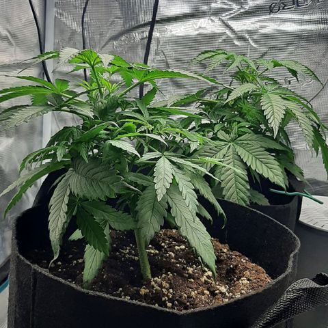 Gelato 44 growlog timeline photo