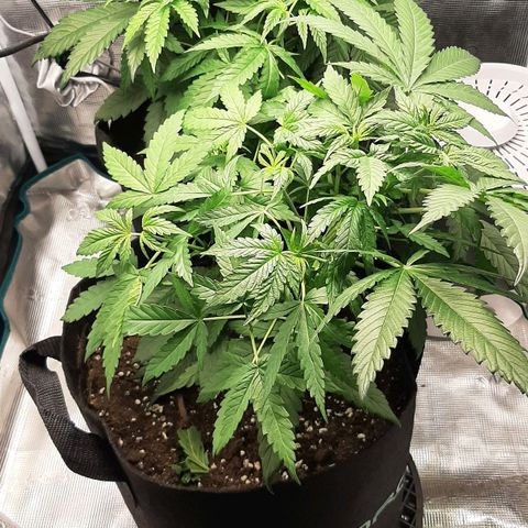 Gelato 44 growlog timeline photo
