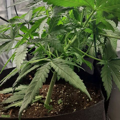 Gelato 44 growlog timeline photo