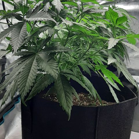 Gelato 44 growlog timeline photo