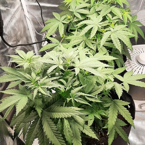 Gelato 44 growlog timeline photo