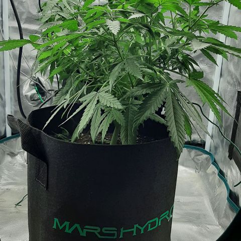 Gelato 44 growlog timeline photo