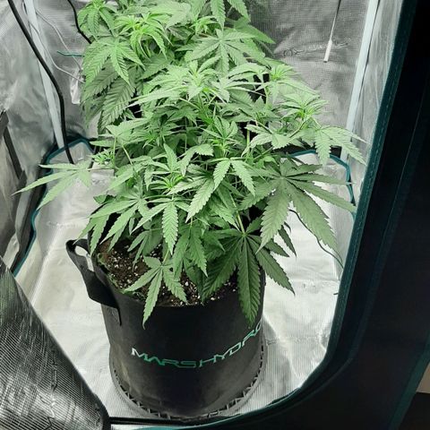 Gelato 44 growlog timeline photo