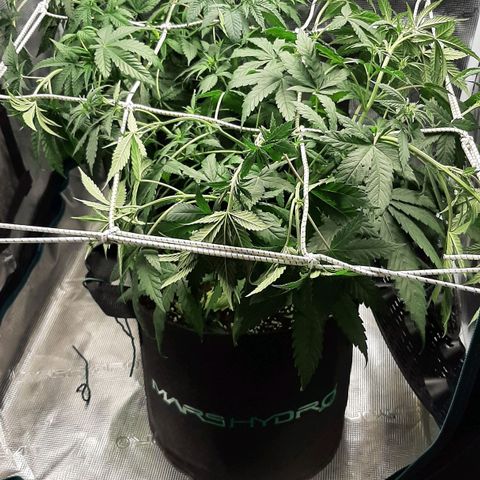Gelato 44 growlog timeline photo