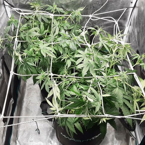 Gelato 44 growlog timeline photo