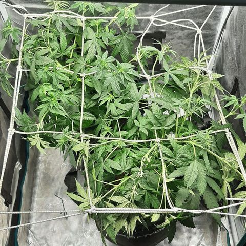 Gelato 44 growlog timeline photo