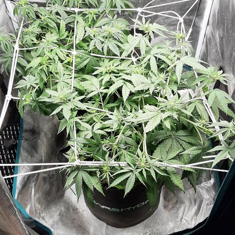 Gelato 44 growlog timeline photo